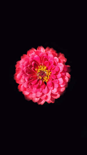 Common Zinnia Black And Pink Flower Wallpaper