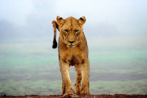 Congo Lioness In Wild Wallpaper