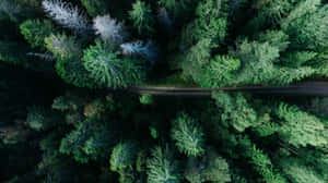 Conifer Forest Top Angle Shot 4k Monitor Wallpaper