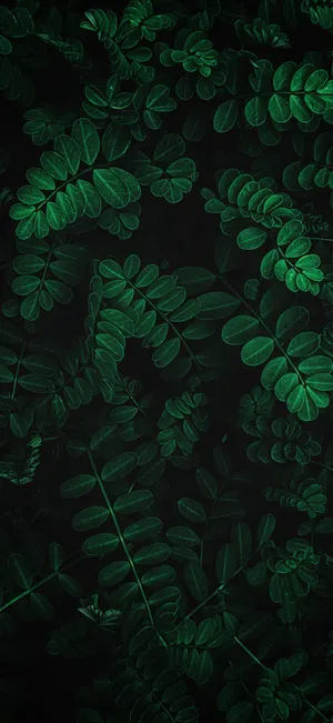 Connect With Nature With This Beautiful Plants Iphone Wallpaper Wallpaper