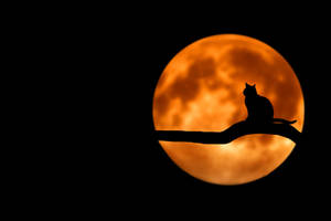 Cool Background Cat Looking At The Full Moon Wallpaper