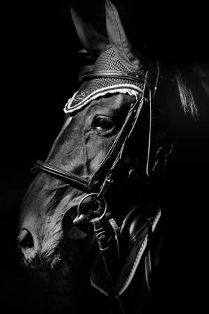Cool Black Horse Face Wallpaper