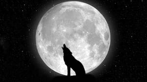 Cool Black Wolf Shadow On Full Moon Wallpaper