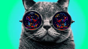 Cool Cat Explosion Glasses Wallpaper