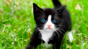 Cool Cat Ojos Azules Wallpaper