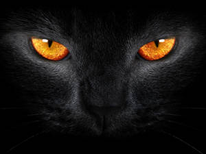 Cool Cat Orange Eyes Wallpaper