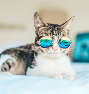 Cool Cat Retro Glasses Wallpaper