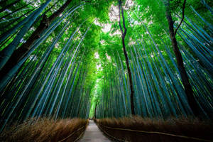 Cool Chinese Bamboo 4k Forest Wallpaper