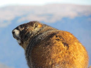 Cool Chubby Marmot
