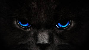 Cool Dark Blue Eyes Cat Wallpaper