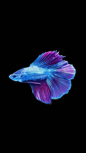 Cool Fish In Bluish-purple Wallpaper