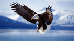 Cool Flying Bald Eagle Bird Wallpaper