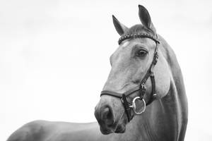 Cool Grayscale Horse Face Wallpaper