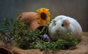 Cool Guinea Pig With Flowers Wallpaper