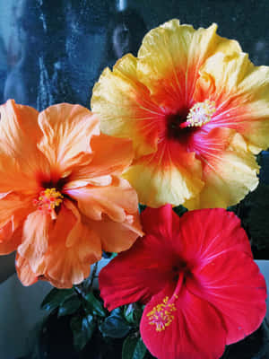 Cool Hibiscus Flower With Huge Petals Wallpaper