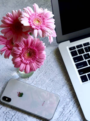 Cool Iphone Pink Daisies Wallpaper