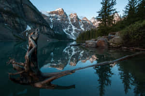 Cool Landscape With A Tree Stump Wallpaper