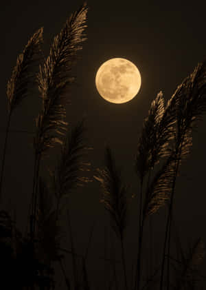 Cool Moon Through Grass Wallpaper