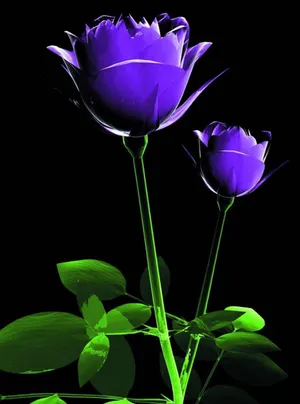 Wallpaper flower, rose, Bud for mobile and desktop, section цветы,  resolution 2560x1600 - download