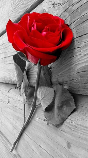 Cool Red Rose Iphone Wallpaper