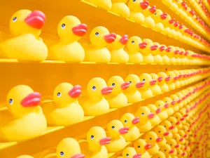 Cool Rubber Duckies Wallpaper