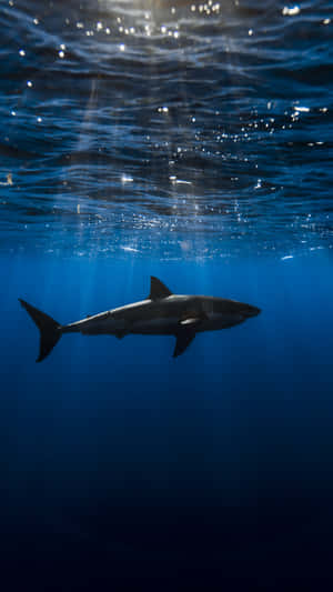 Cool Shark Underwater Wallpaper