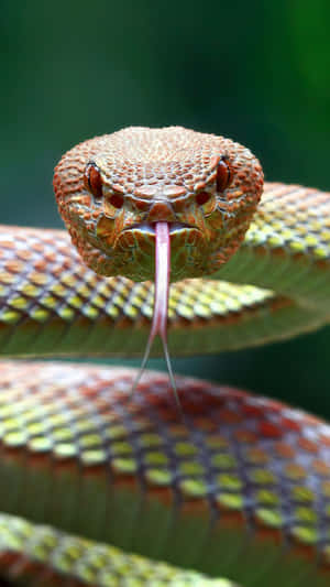 Cool Snake With Venomous Forked Tongue Wallpaper