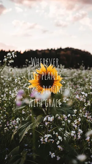 Cool Sunflower Quotes Wallpaper