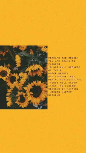 Cool Sunflower Quotes Wallpaper