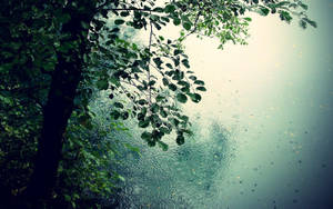 Cool-toned Beautiful Rain Desktop Wallpaper