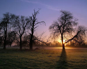 Cool Trees Silhouette Wallpaper