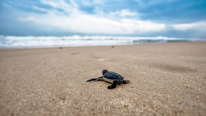 Cool Turtle On Shore Wallpaper