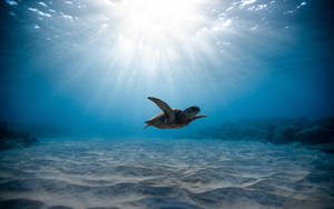 Cool Turtle Under Sunlight Wallpaper