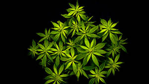 Cool Weed Bunch Leaves Minimalist Wallpaper