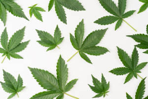 Cool Weed Leaves Flat-lay Wallpaper