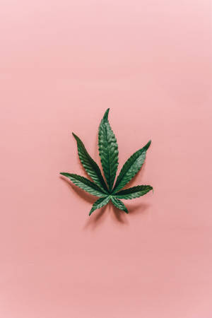 Cool Weed Pink Background Wallpaper