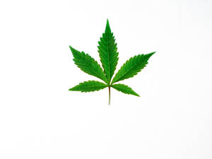 Cool Weed White Background Wallpaper