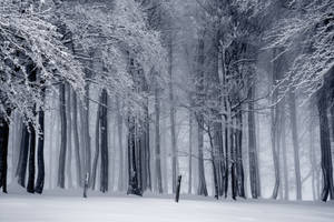Cool Winter Frosty Forest Wallpaper