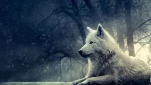 Cool Wolf In Woods Wallpaper