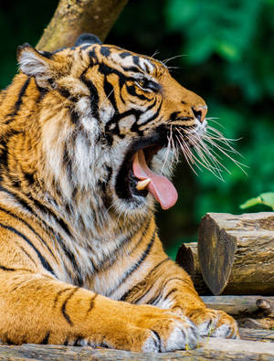 Cool Yawning Orange Tiger Hd Wallpaper