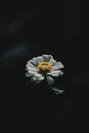 Coolest Iphone White Flower Wallpaper