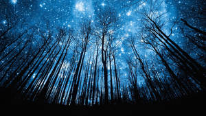 Coolest Starry Silhouette Forest Wallpaper