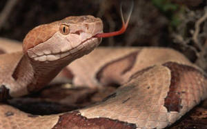 Copperhead Snake With Red Tongue Wallpaper