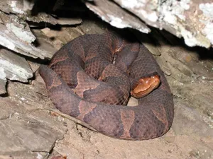 Copperhead Viper In A Cave Wallpaper
