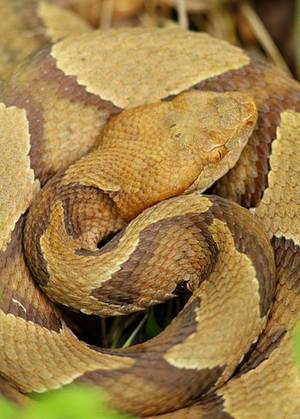 Copperhead With Diamond-shaped Head Wallpaper