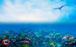 Coral Reef And Gull Wallpaper