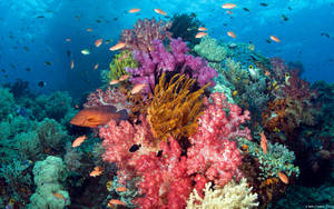 Coral Reef Live 3d Wallpaper