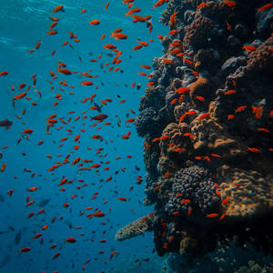 Coral Reef Orange Fish Wallpaper