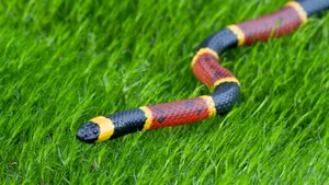 Coral Snake Creeping Through The Grass Wallpaper