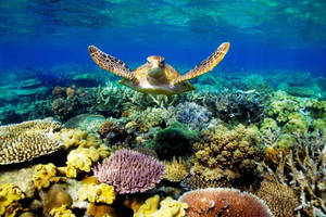 Coral Turtle Wallpaper
